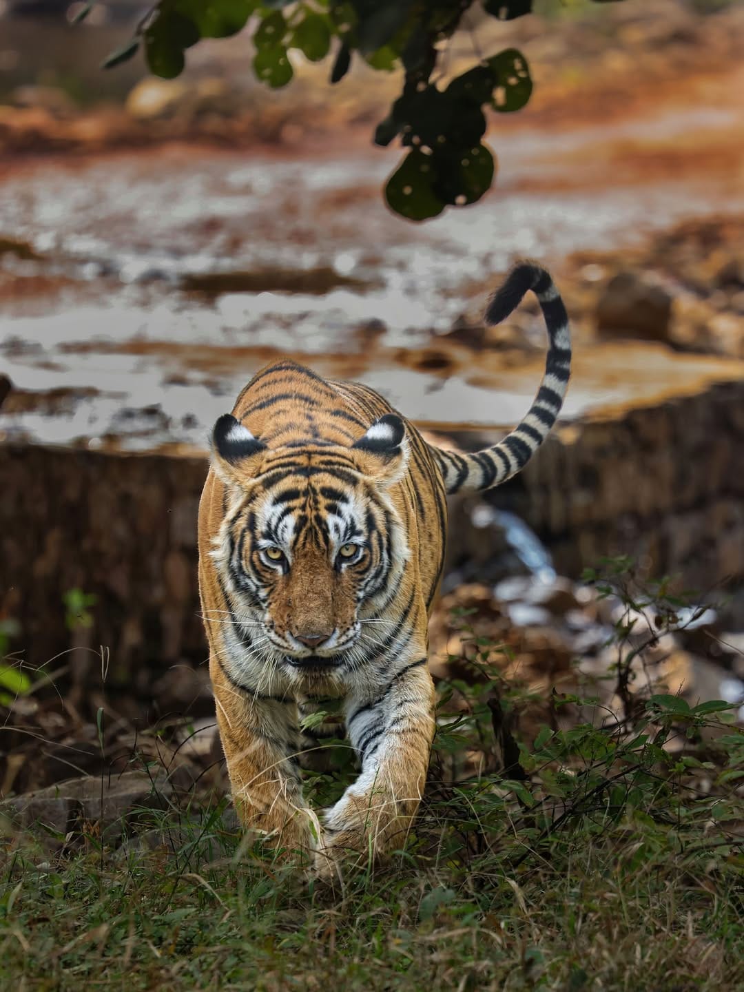 Ranthambore National Park, Rajasthan: This is a famous tiger reserve with impressive forts and ruins. Ranthambore blends wildlife viewing with history. It is great for big-cat sightings and photography.