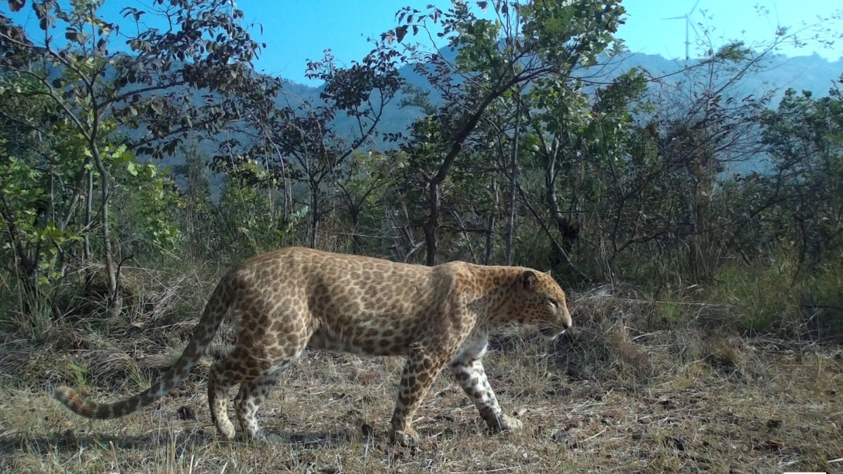 Karnataka’s First ‘Sandalwood Leopard’ Spotted, Only Second Rare Big Cat In India