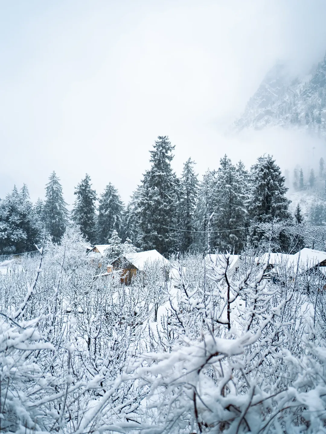 An orange alert has been issued for Chamba, Kullu, Kinnaur and Lahaul-Spiti, warning of heavy snowfall and strong winds, while the remaining districts will continue under a yellow alert. Although no formal warnings have been announced for January 28 and 29, adverse weather is expected to persist in high-altitude areas. The skies are likely to clear briefly on January 30, but another spell of bad weather is forecast from January 31 onwards.