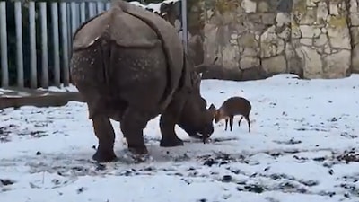 At Wroclaw Zoo, a 13kg deer bravely faced a 1.7-tonne rhinoceros, emerging uninjured and confident. The viral encounter amazed viewers and drew praise for the deer's courage. (Image: AP)
