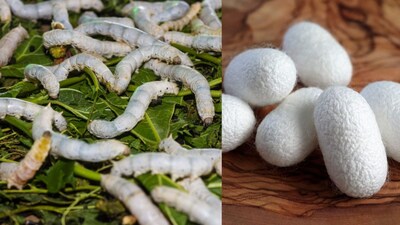 While conventional methods allowed technicians to analyse around 200 samples a day, the AI-assisted system was able to process nearly 900 samples in the same time. Representative Image: Canva