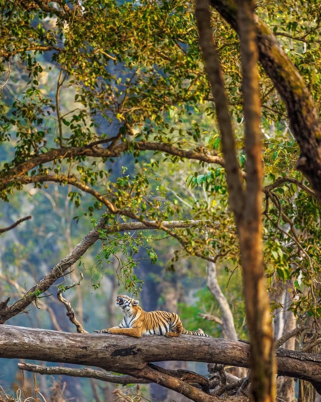 Jim Corbett National Park, Uttarakhand: Located 240 Km away from Delhi, this is the oldest national park. It offers classic tiger safaris, rich biodiversity, and varied habitats like grasslands, riverine forests and hill. The park is best for wildlife excursions.