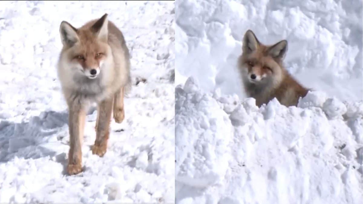 Rare Himalayan Red Fox Sighted At Zojila Pass | Video