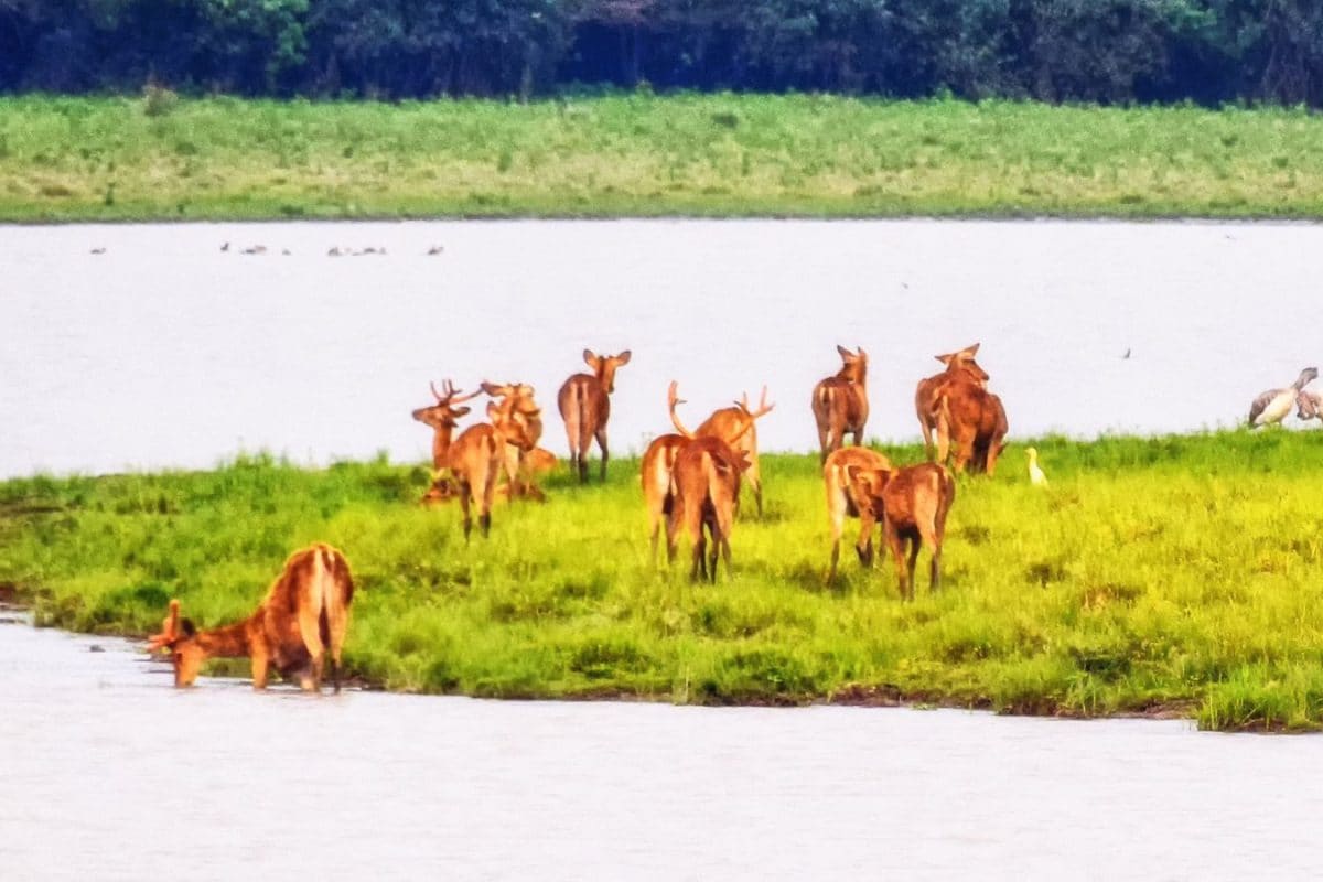 Beyond Kaziranga: Assam’s Best Wildlife Destinations For 2026