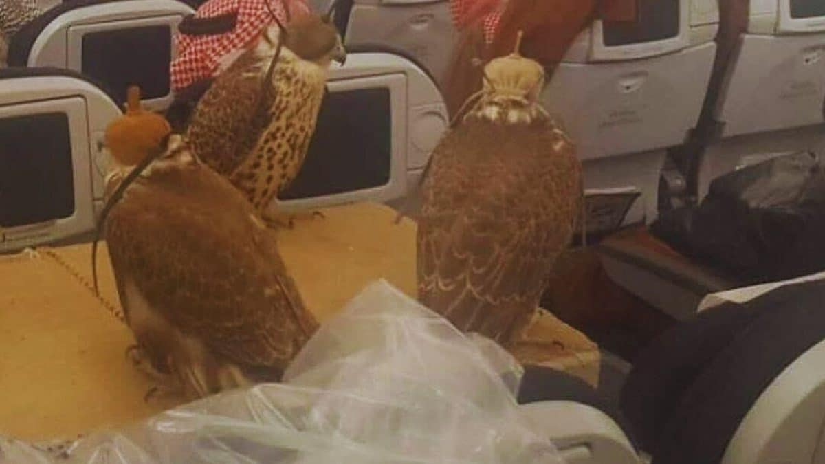 Falcons On Planes? This Is The Country That Gives Them Visas