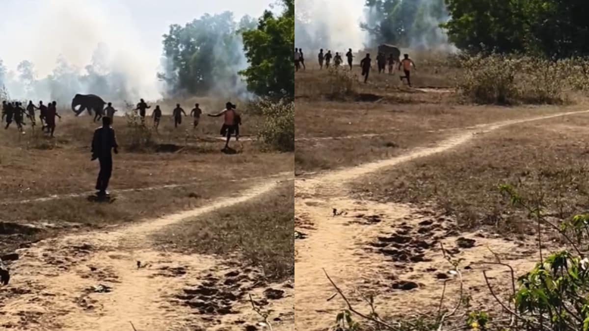 Three Trampled To Death By Wild Elephant Along Jharkhand-Odisha Border