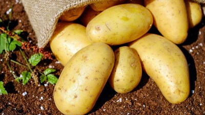 Diabetics should eat potatoes in moderation and avoid unhealthy cooking methods