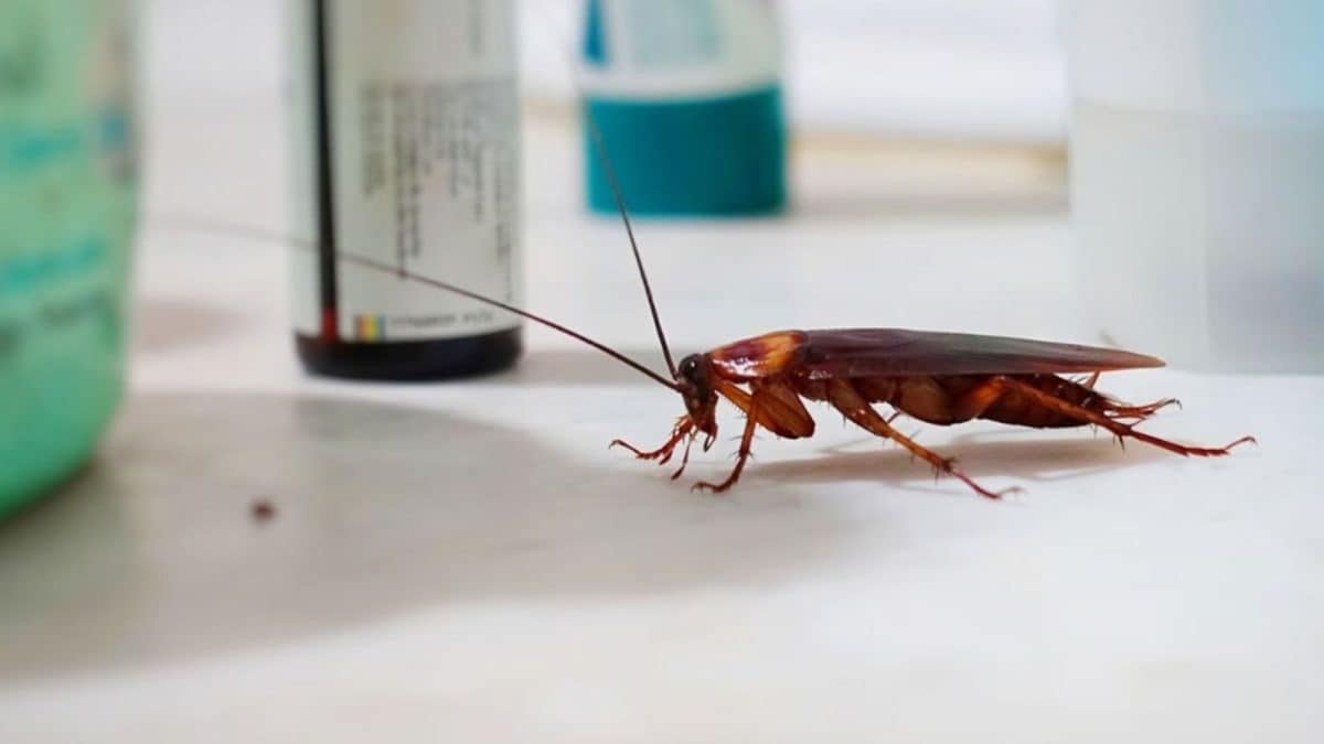 Cockroaches With Backpacks For Future Spy Missions