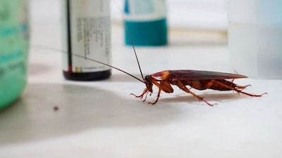 A Madagascar hissing cockroach fitted with a miniature sensor backpack. (Representative Image)