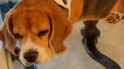 Varun recently mourned the loss of his other pet, Angel. (Photo Credit: Instagram)