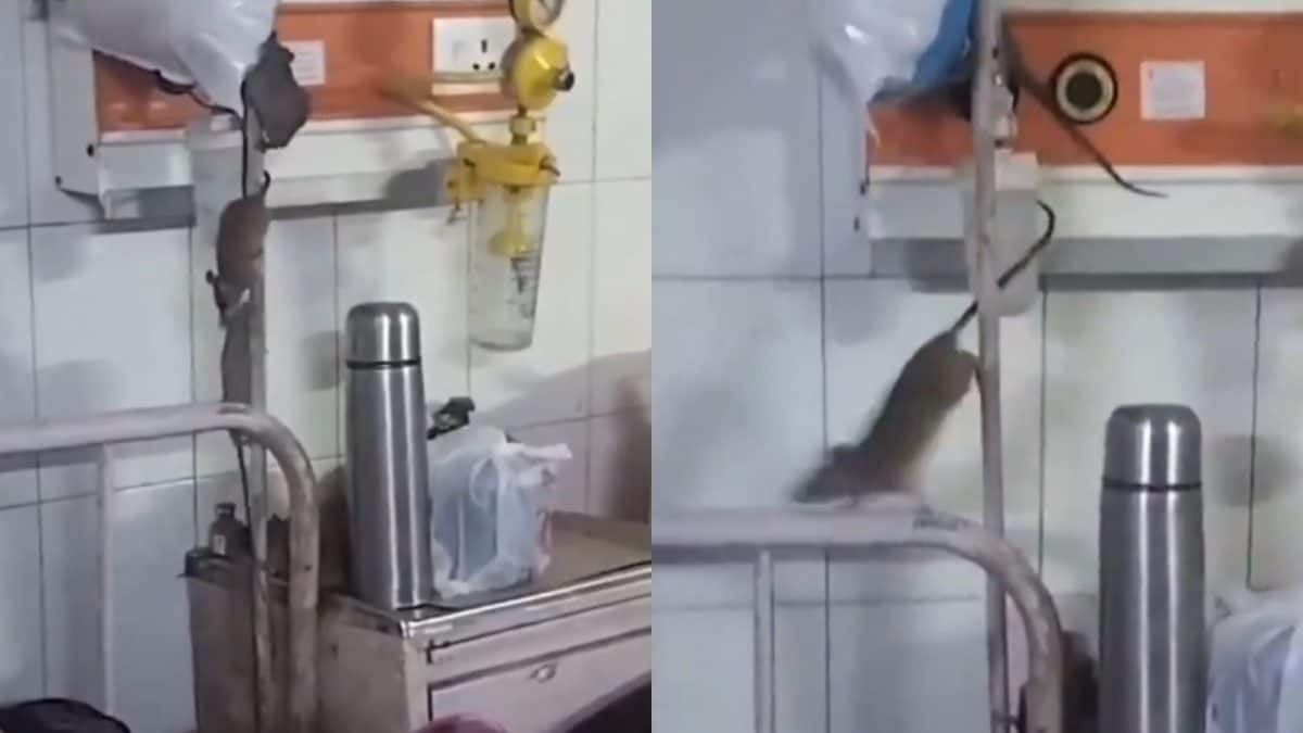 Viral Shock From UP Medical Hospital: WATCH Rats Crawl Near Oxygen Tubes Right Above Sleeping Patients in Ortho Ward