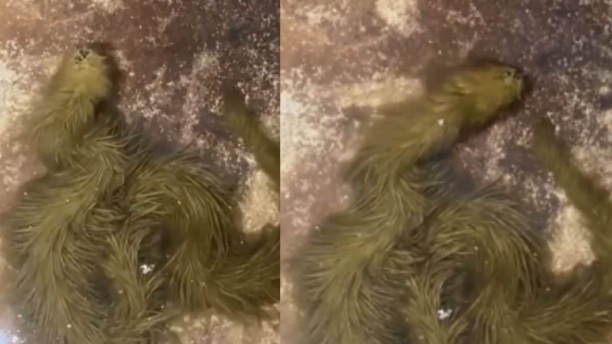 Is That ‘Real-Life Snake Pokemon’? Algae-Covered ‘Dragon’ Reptile From Thailand Confuses Internet – A Look At The Science Behind It