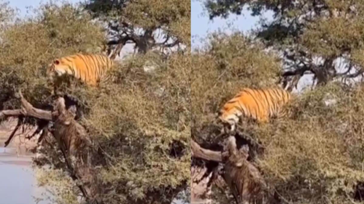 Rare Video Of Ranthambore Tiger Soaking In The Winter Sun On Tree Makes Wildlife Enthusiasts Think It’s ‘AI’