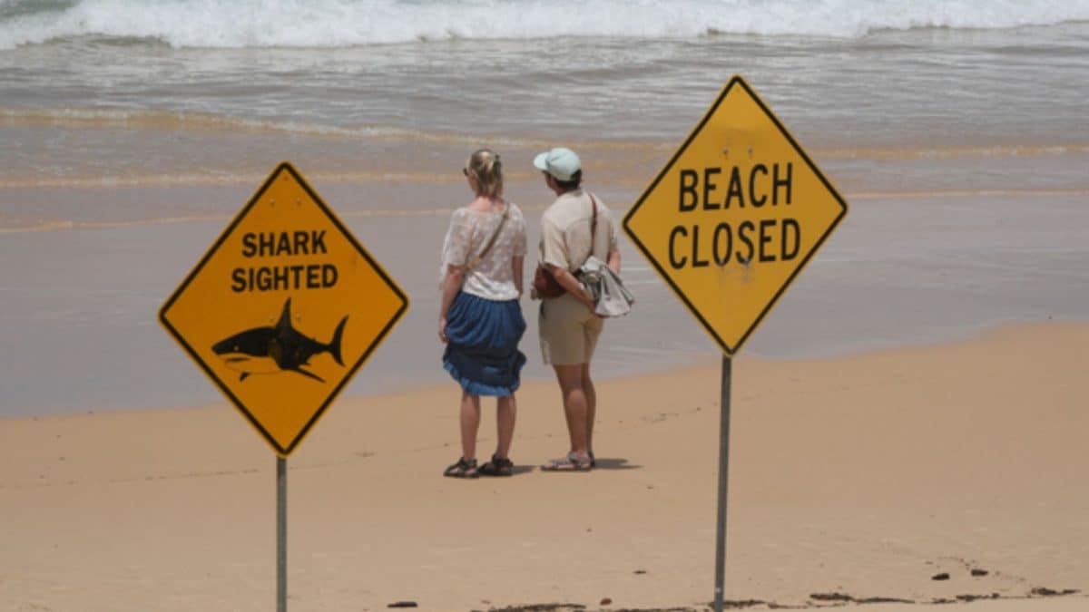 'Just Go To Local Pool': Australian Authorities To Beachgoers After 4 Shark Attacks In 48 Hours
