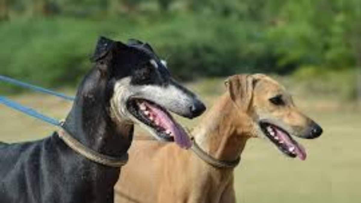 Bengaluru Woman Left With 50+ Stitches After Brutal Pet Dog Attack On Morning Walk