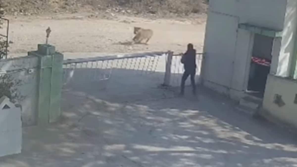 Lioness Chases Dogs Near Junagadh Factory