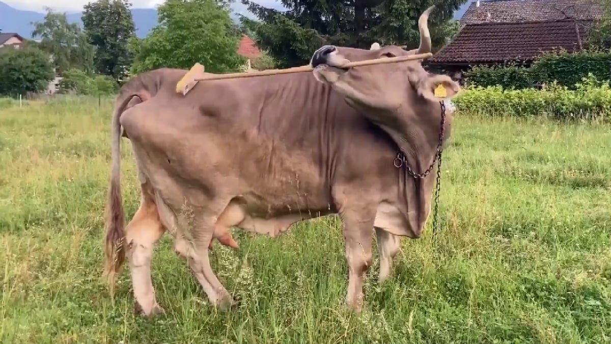 Meet Veronika, The Cow Which Uses A Brush To Scratch Itself | Watch