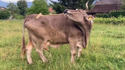 Representative Photo (IMAGE: X/@Protect_Wldlife)