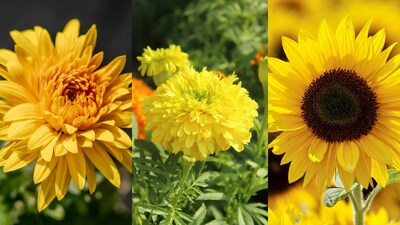 Basant Panchami 2026: 8 Yellow Flowers To Decorate Your Home On The Festival
