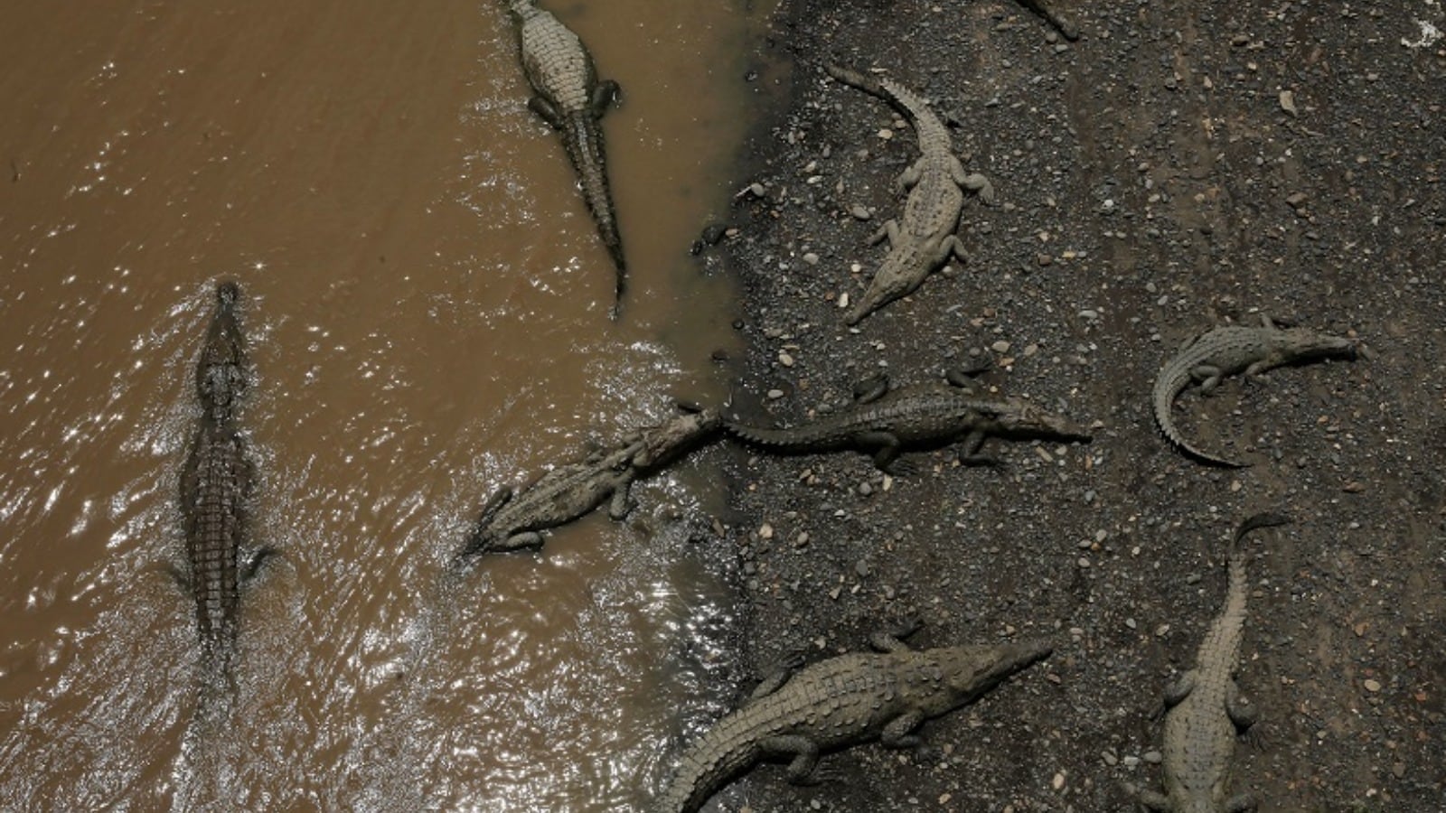 Rivers flow through many Indian cities and towns. In several places, they gradually become part of how a place is identified, through cultural significance, historical importance, or by flowing past iconic landmarks. However, one river in the country has gained recognition for something quite unusual. In Gujarat, a river flowing through a major city has drawn attention for a reason rarely seen in urban landscapes.

