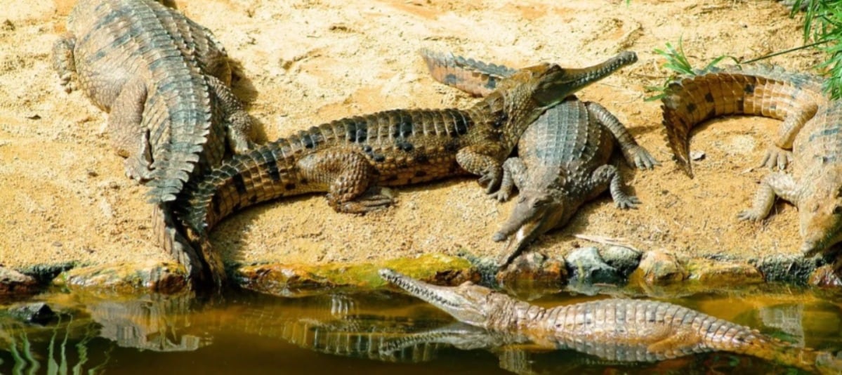 Several tributaries flow into the Vishwamitri during its course. Major ones include the Surya, Jambuva and Bhukhi rivers. They increase the river’s flow, especially during the monsoon months. The river spreads across its floodplains after water rises. This seasonal change plays an important role in shaping the river and its nearby areas.


