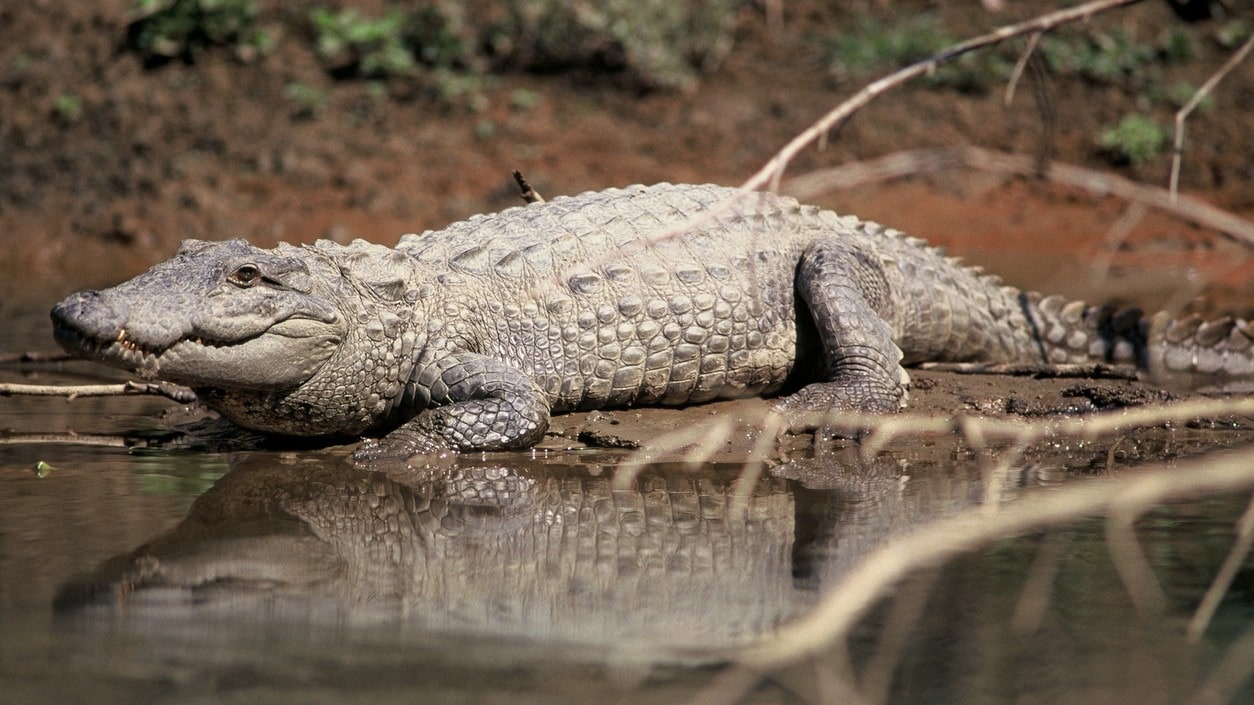 There are several factors which explain why mugger crocodiles thrive in Vishwamitri. The river provides a steady food supply in the form of fish. Animals such as stray dogs and pigs near the banks also become prey. At the same time, the heavy pollution in the river discourages human activities like swimming or washing. This reduces direct disturbance to the crocodiles in their natural habitat. Many residents see crocodiles as guardians of the river’s ecosystem. Over time, an unusual form of coexistence has developed between people and wildlife.

