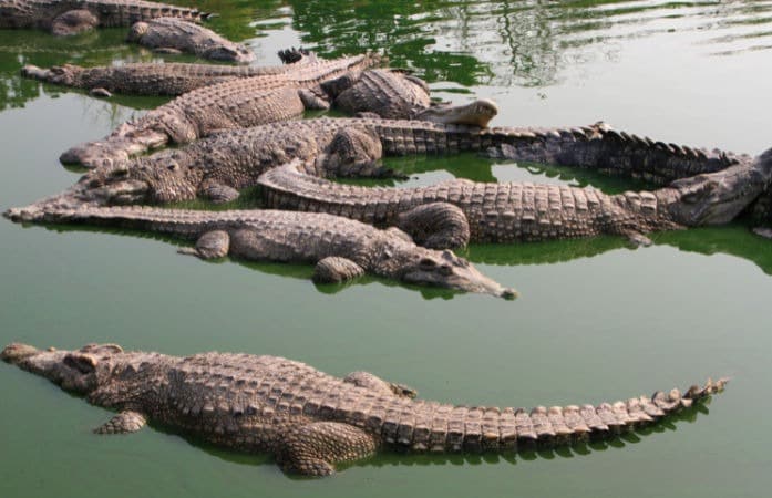 Encounters between residents and crocodiles are not uncommon in Vadodara. During the monsoon, flooding happens that pushes crocodiles out of the river and into nearby areas. People have reported sightings on public roads, inside residential compounds and even under parked vehicles. These incidents often become part of the daily news during heavy rains.

