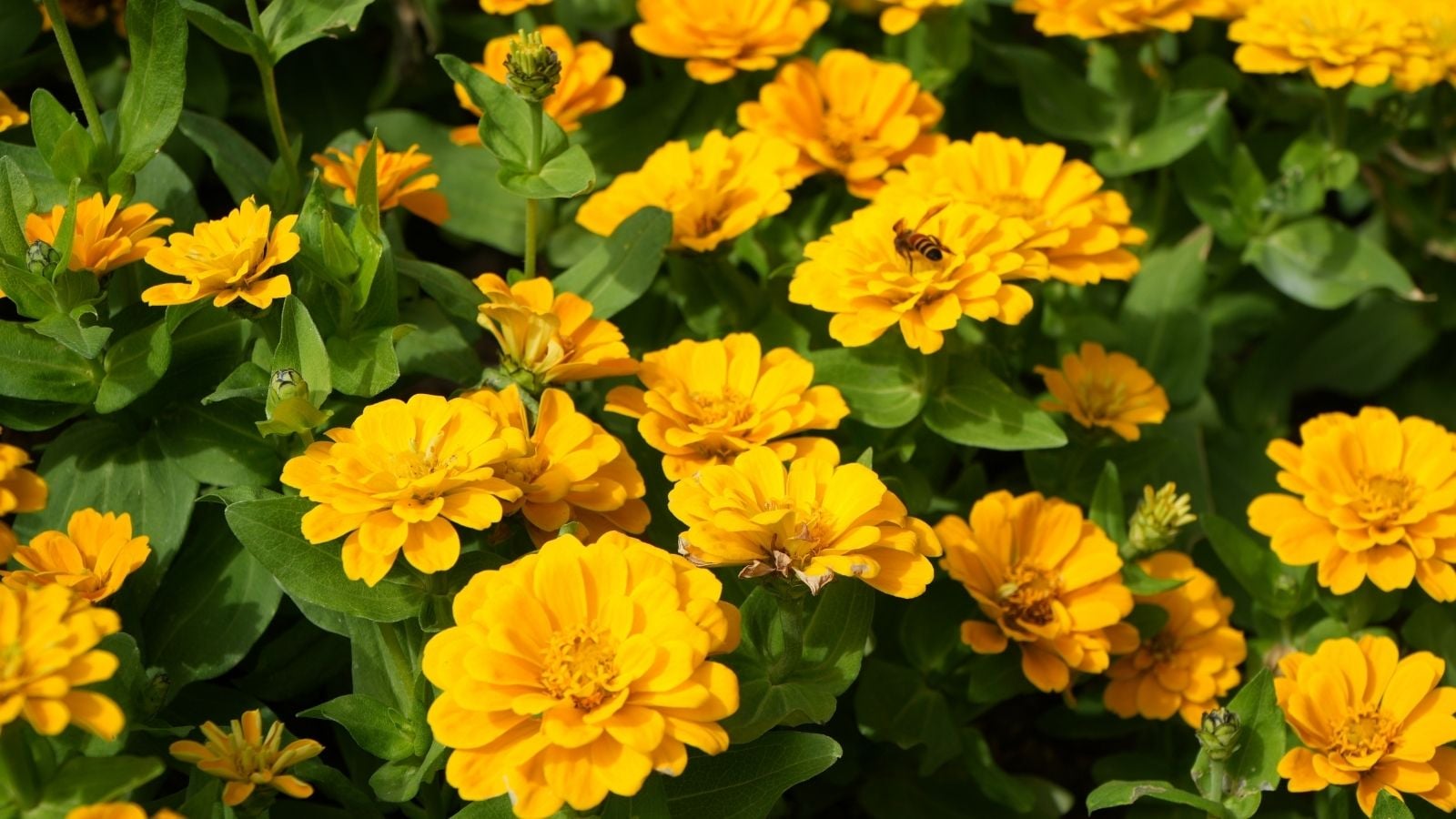 Turn Your Garden Into A Spring Paradise: What To Plant Now Turn Your Garden Into A Spring Paradise: What To Plant Now