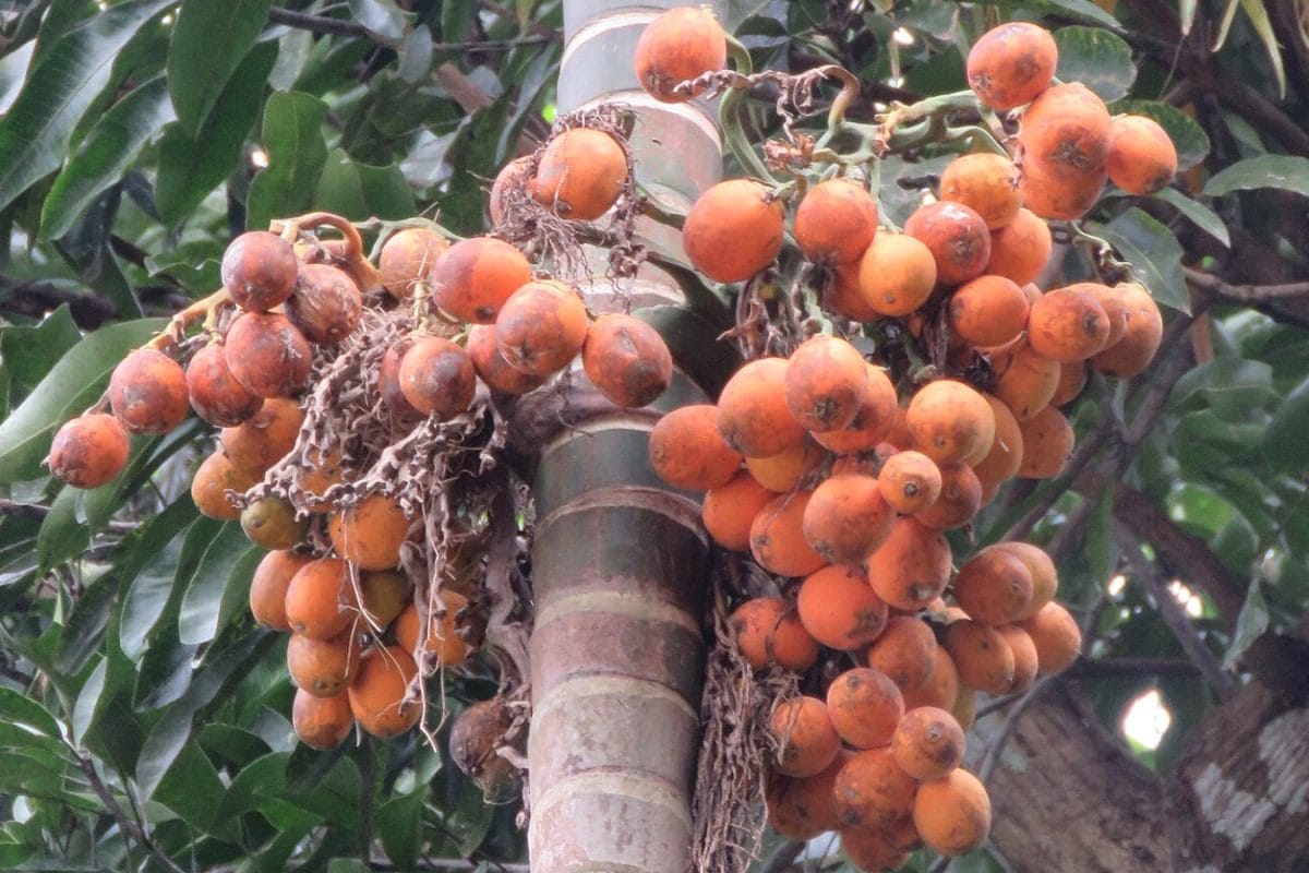 Smokeless Doesn't Man Harmless: The Alarming Impact Of Areca Nut In Indian Youth