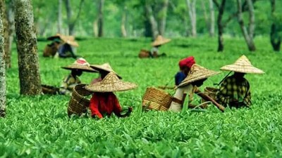 Assam produces over 50% of India's total tea production. (File Photo)