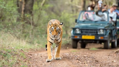 According to officials, Bandipur has seen a significant rise in tiger population, from 12 in 1972 to around 175–200 in 2025