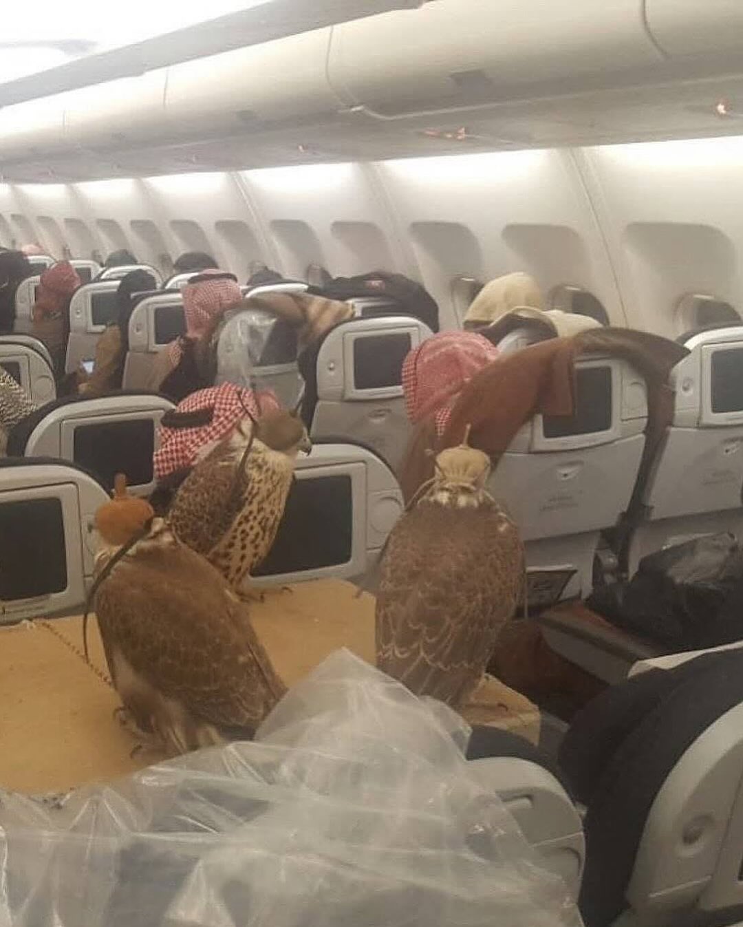 Falcons On Planes? Discover The Country That Gives Them Visas