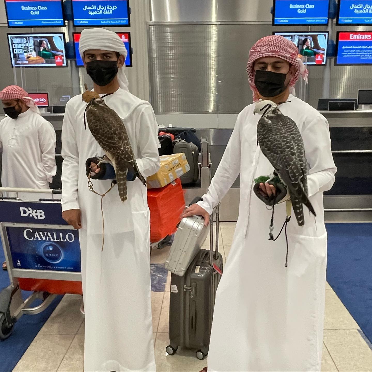 Falcons On Planes? Discover The Country That Gives Them Visas