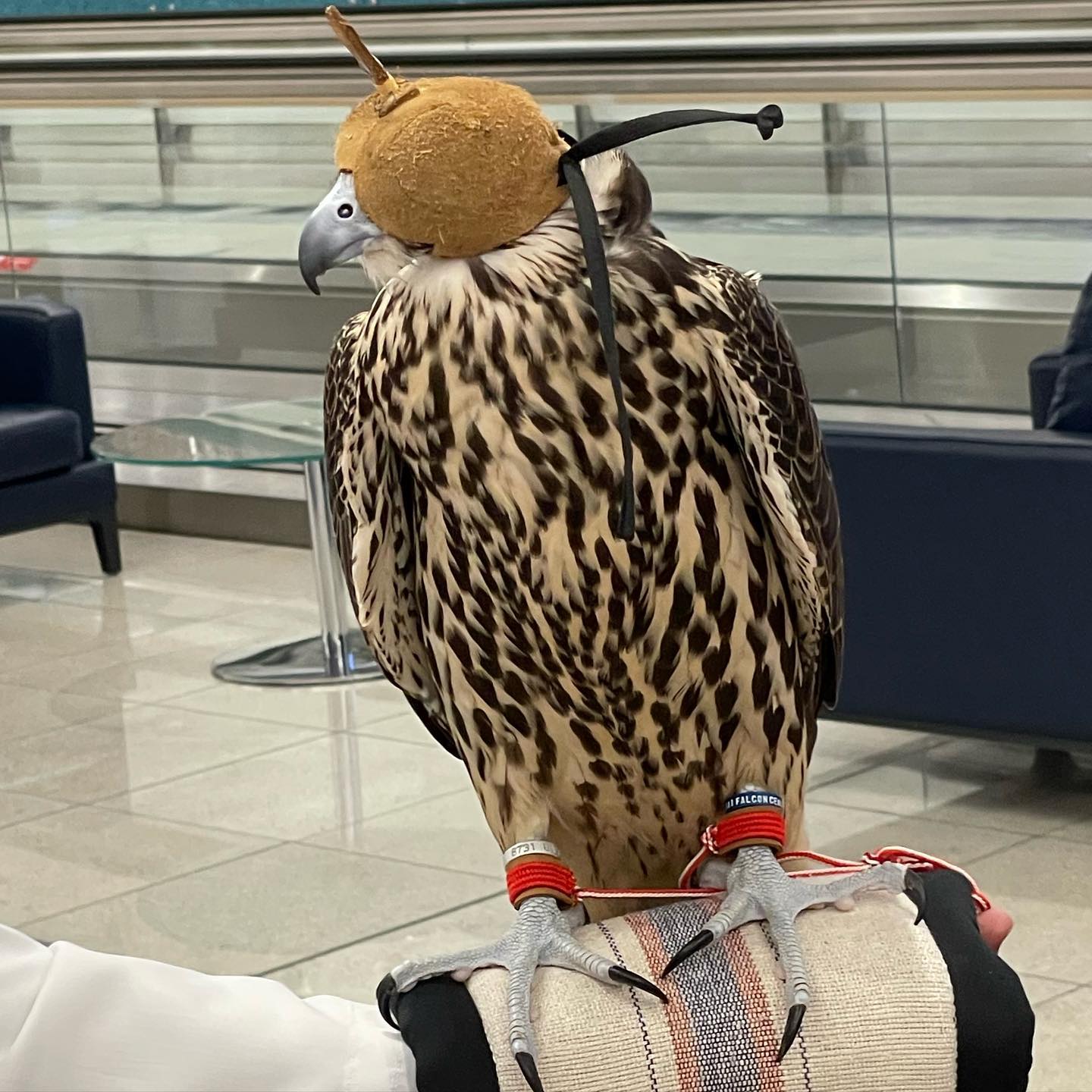 Falcons On Planes? Discover The Country That Gives Them Visas
