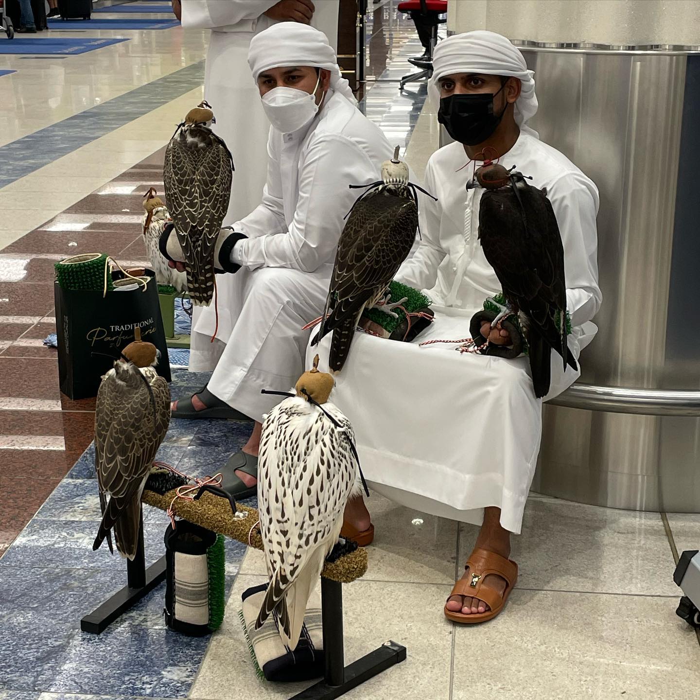 Falcons On Planes? Discover The Country That Gives Them Visas
