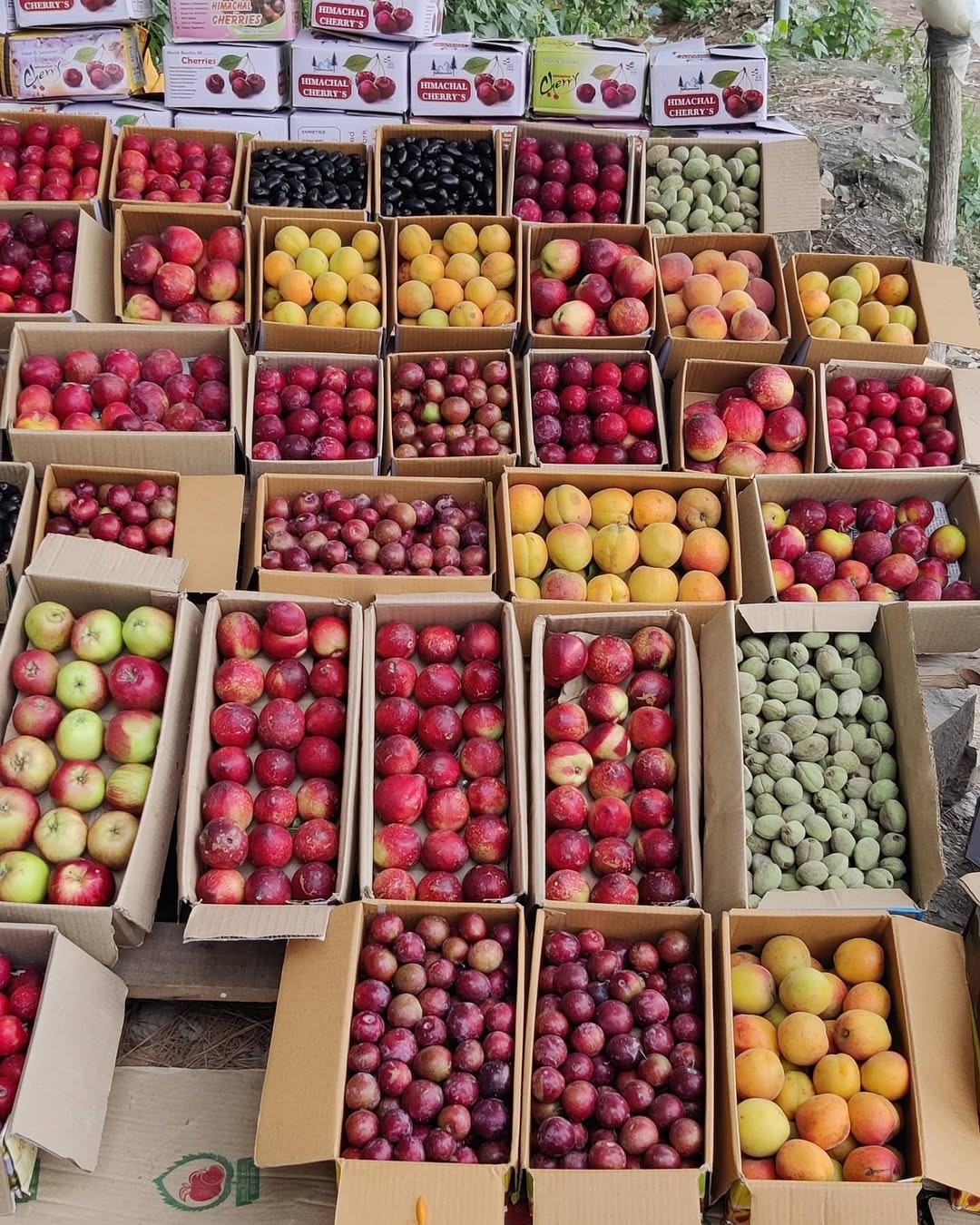 Fruit Innab GK: Which Indian State Is Known As The Fruit Bowl Of India?