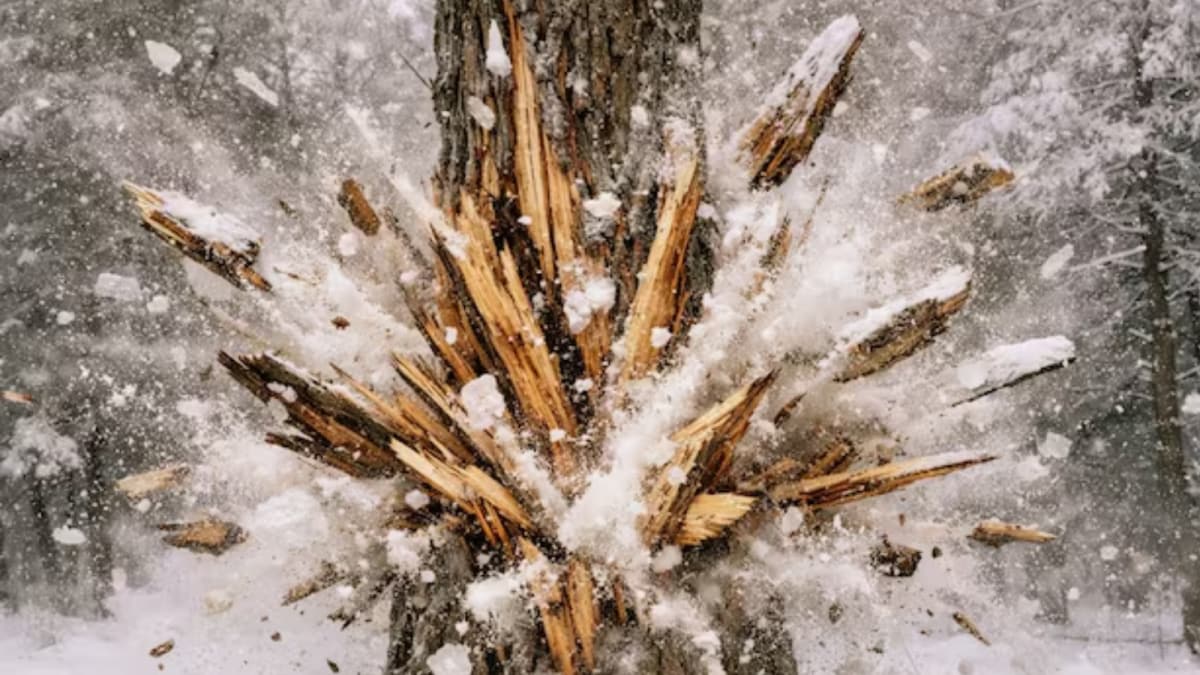 US Arctic Blast: Are Trees Really 'Exploding' In Freezing Temperatures?