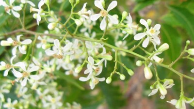 10 Forgotten Spring Foods From India