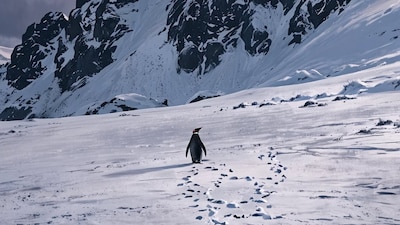 Travel Guide: The World’s Most Stunning Places To Encounter Penguins