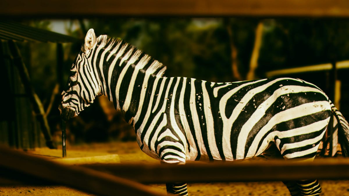International Zebra Day: 10 Fun Facts About The Animal