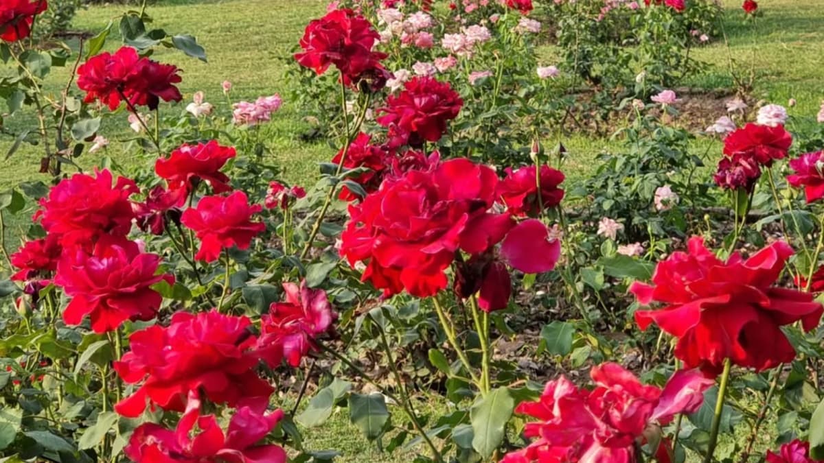 GK: Which City Is Known As The Rose Garden Of India?