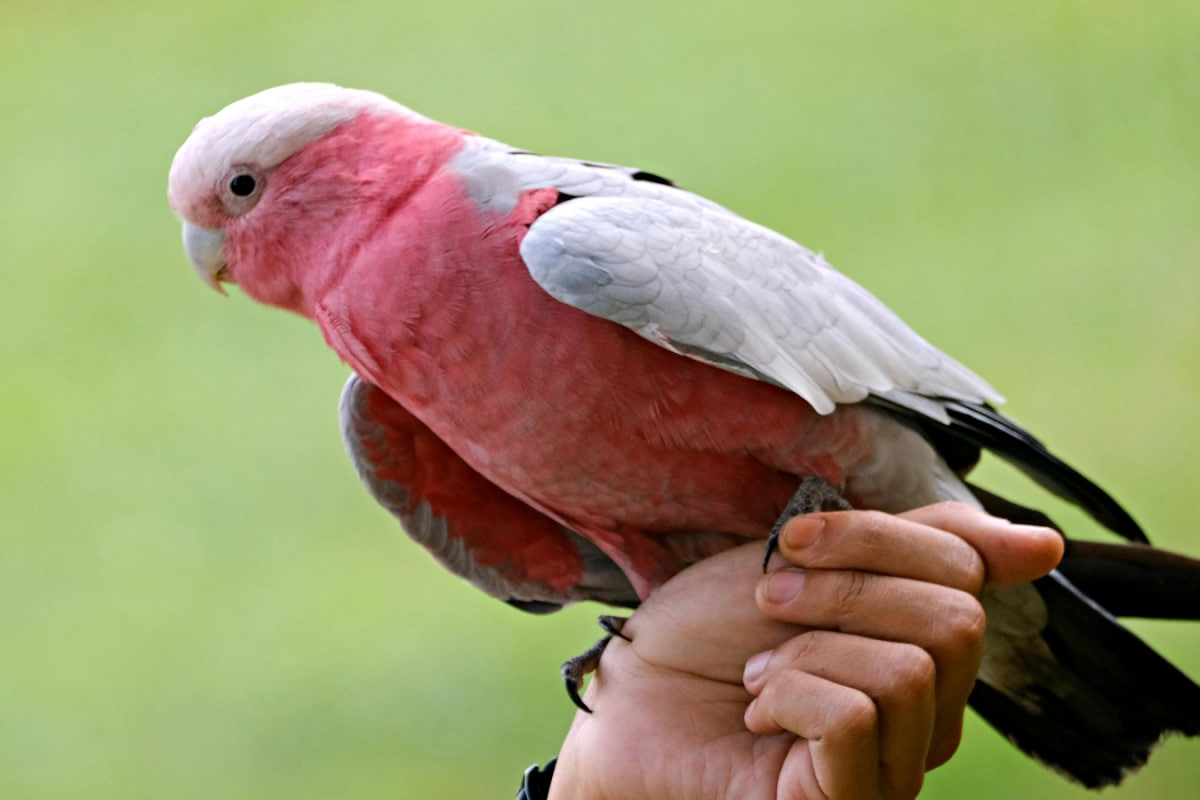 Top 5 Longest Living Birds In The World