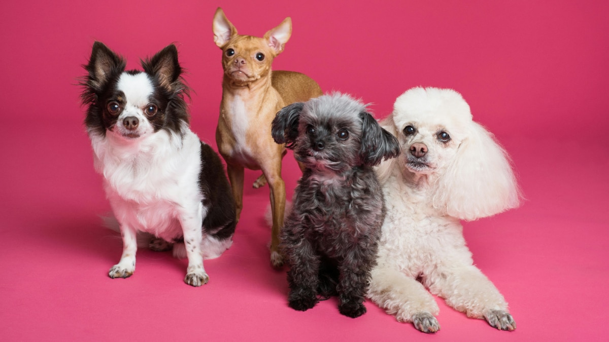 9 Animals That Attract Positivity And Good Vibes Into Your Home