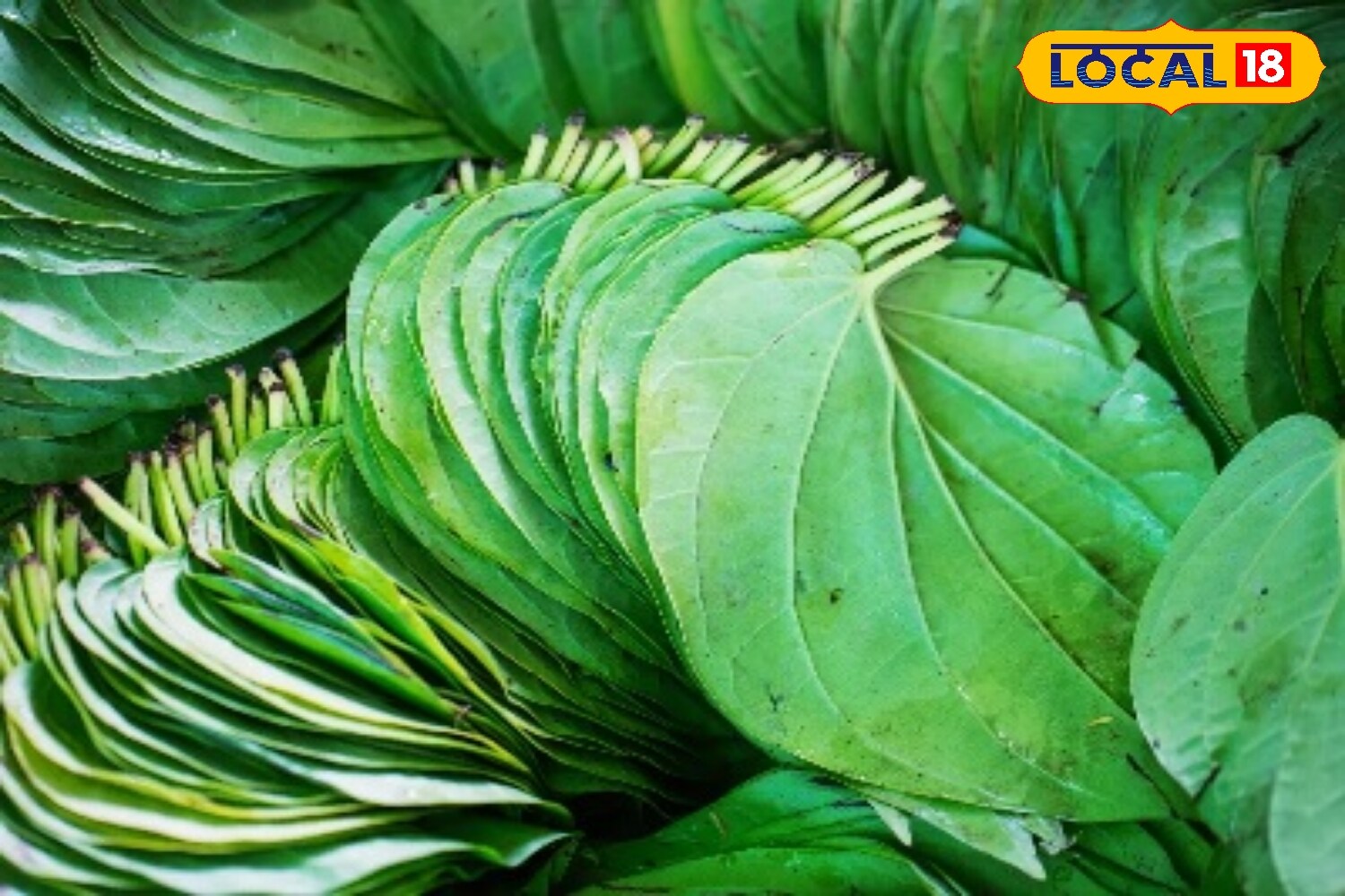 पान का पत्ता 