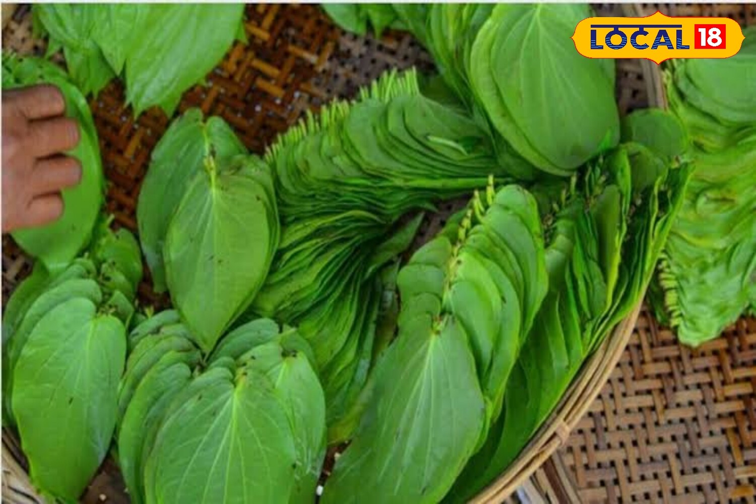 पान का पत्ता 