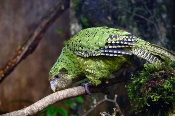 Kakapo: A flightless, nocturnal parrot native to New Zealand. It is one of the rarest birds on the Earth. The breed only once every few years when rimu trees fruit. This slow metabolism allows them to live an average of 60 years, with some estimates suggesting they can reach 90 to 100 years. 