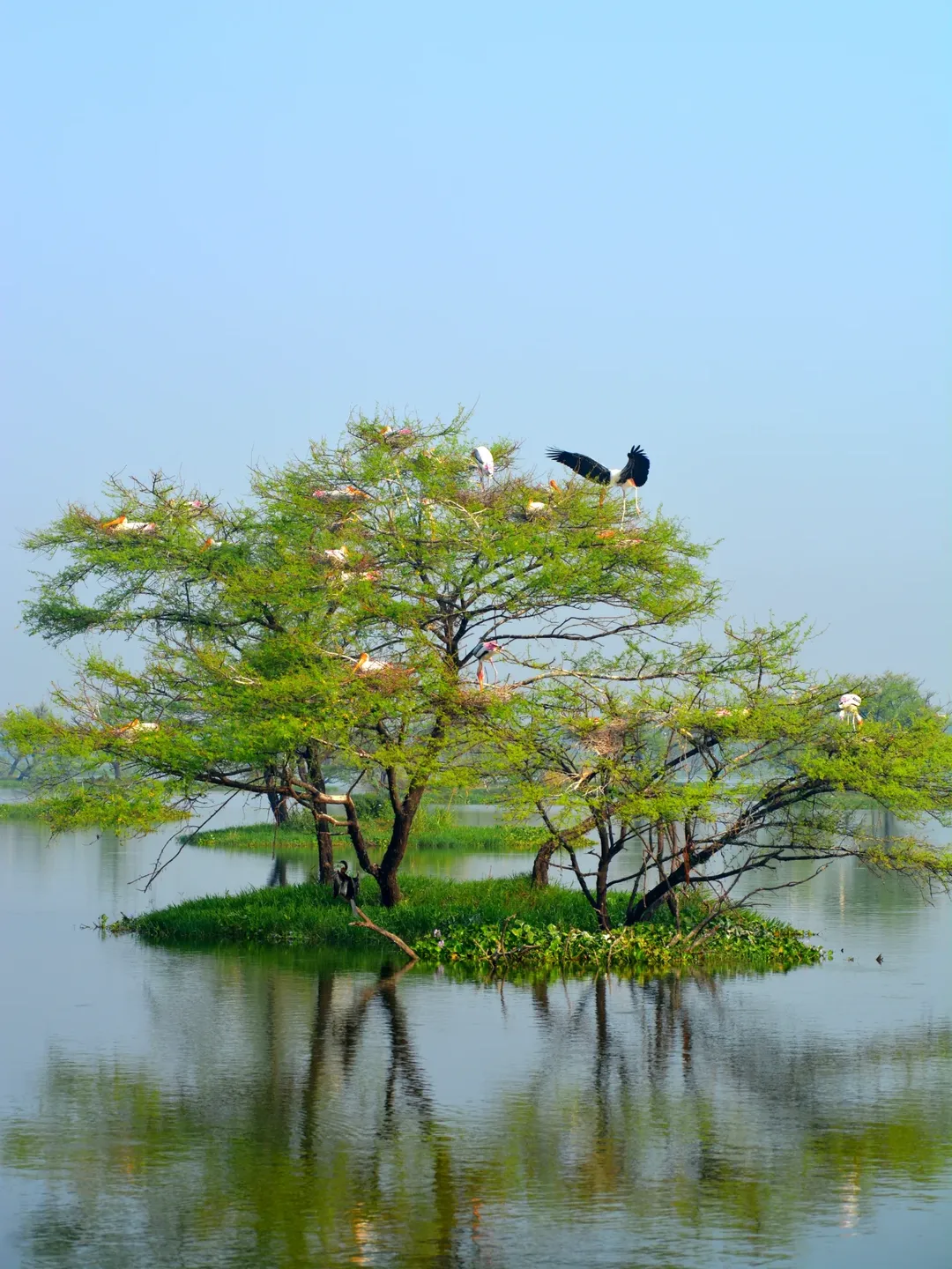 Keoladeo National Park, Rajasthan: This is a UNESCO World Heritage Site. Keoladeo’s wetlands host more than 370 bird species each winter. It is perfect for birdwatching and wildlife photography.