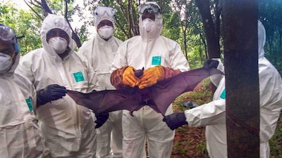 The fruit-eating bat that was caught for the study of the spread of Nipah Virus in Kozhikode in 2018. (PTI File)