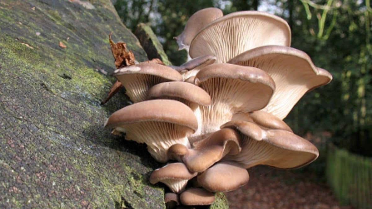 Can You Really Grow Mushrooms At Home In 20 Days? Here’s How Thousands Are Doing It