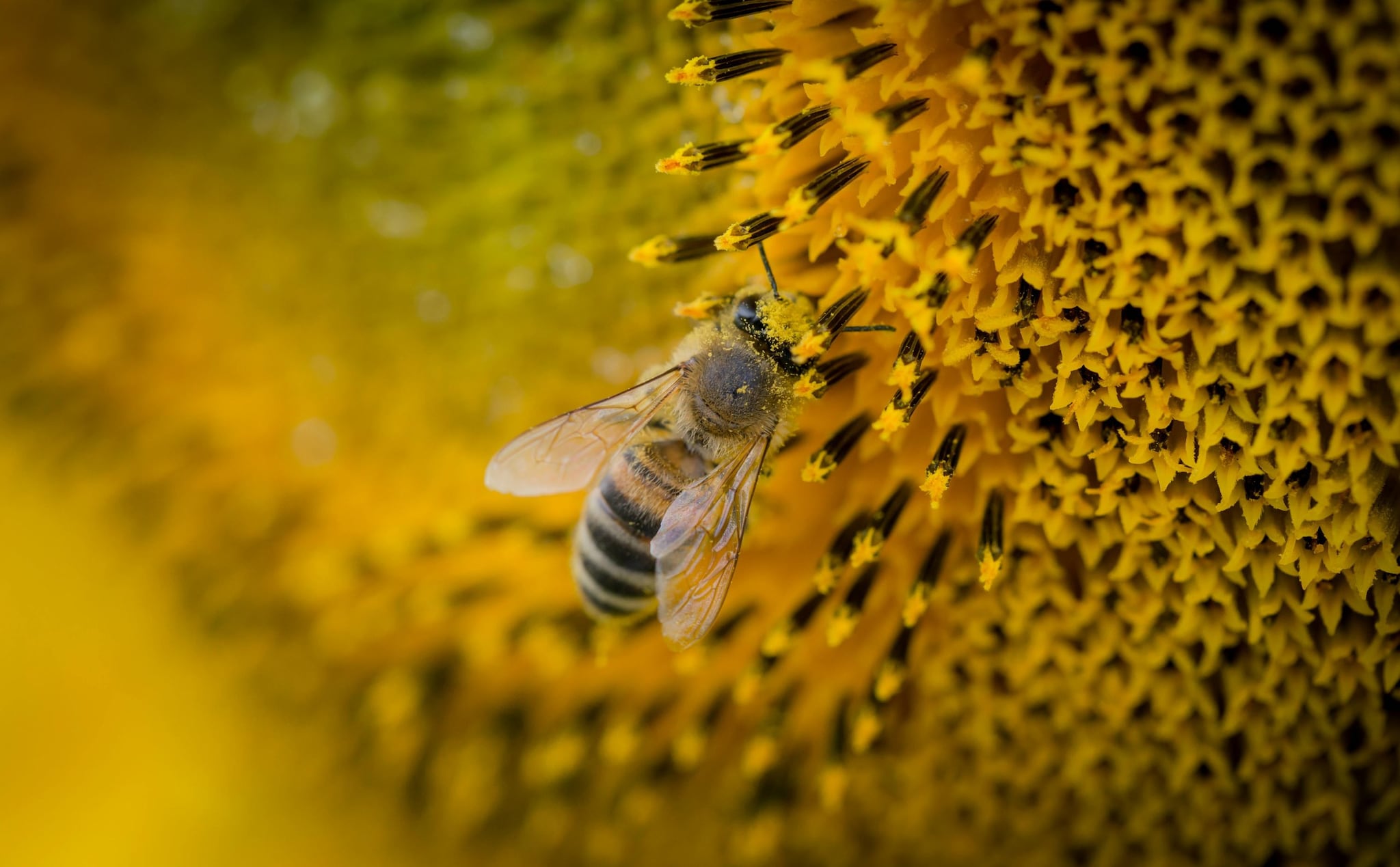 In Maharajganj, honey is produced using both traditional and modern beekeeping techniques. Farmers place beehives near farms, orchards, and natural forests, where bees gather nectar from mustard, litchi, sunflower, wildflowers, and other seasonal plants. The district is known for its multi-flower honey, which is supplied to local markets and processing units. In Maharajganj, honey is produced using both traditional and modern beekeeping techniques. Farmers place beehives near farms, orchards, and natural forests, where bees gather nectar from mustard, litchi, sunflower, wildflowers, and other seasonal plants. The district is known for its multi-flower honey, which is supplied to local markets and processing units.
